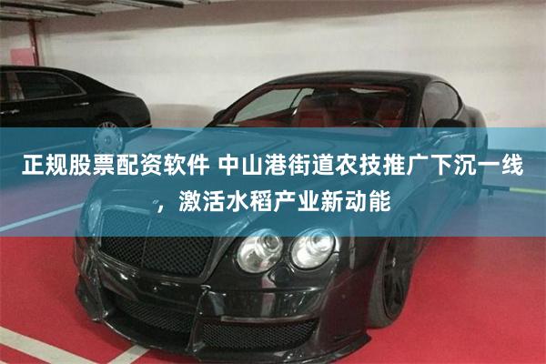 正规股票配资软件 中山港街道农技推广下沉一线,激活水稻产业新动能