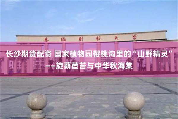 长沙期货配资 国家植物园樱桃沟里的“山野精灵”——旋蒴苣苔与中华秋海棠